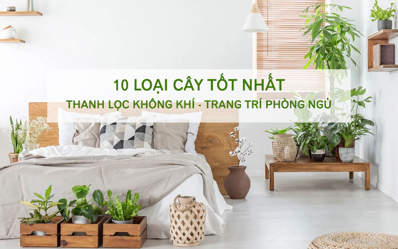 10 loại cây để phòng ngủ giúp thanh lọc không khí, tốt cho sức khỏe.