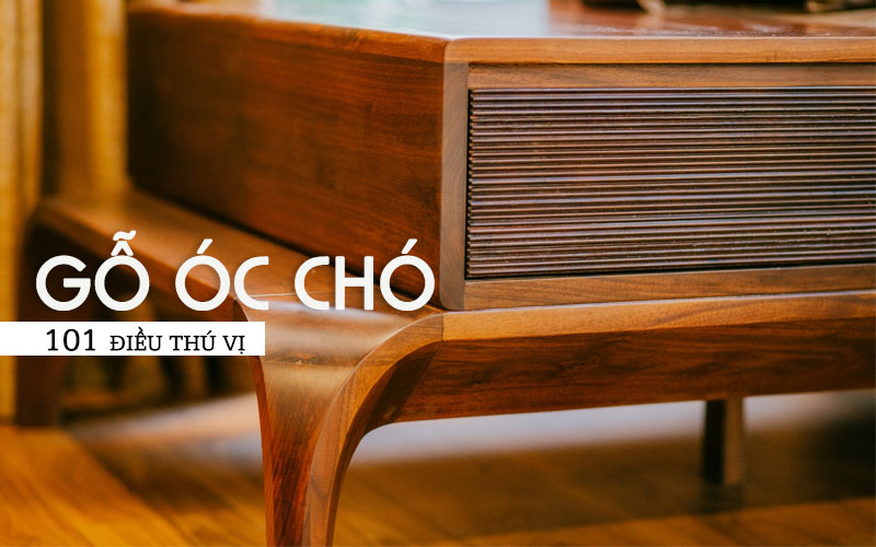 101 điều thú vị về gỗ Óc Chó: Loại gỗ “xa xỉ” dành cho giới thượng lưu.